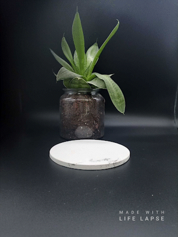 Redamancy (Ring holder)